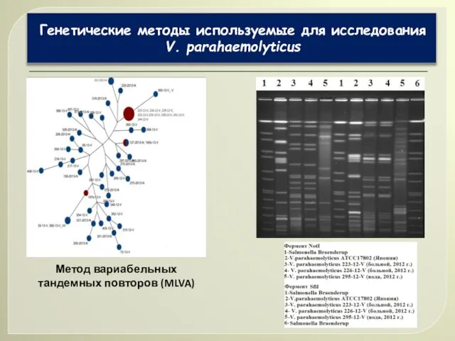 Генетические методы используемые для исследования V. parahaemolyticus Метод вариабельных тандемных повторов (MLVA)