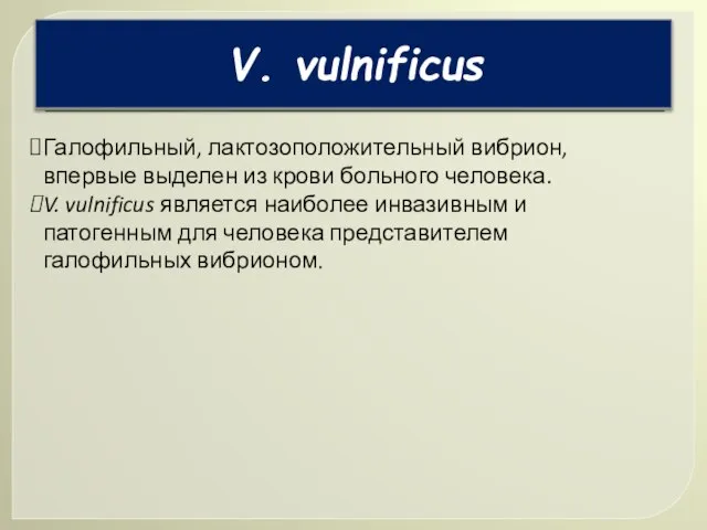 V. vulnificus Галофильный, лактозоположительный вибрион, впервые выделен из крови больного человека. V.