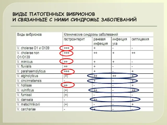 ВИДЫ ПАТОГЕННЫХ ВИБРИОНОВ И СВЯЗАННЫЕ С НИМИ СИНДРОМЫ ЗАБОЛЕВАНИЙ