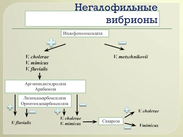 Негалофильные вибрионы V. fluvialis Аргининдигидролаза Арабиноза Лизиндекарбоксилаза Орнитиндекарбоксилаза V. cholerae V. mimicus