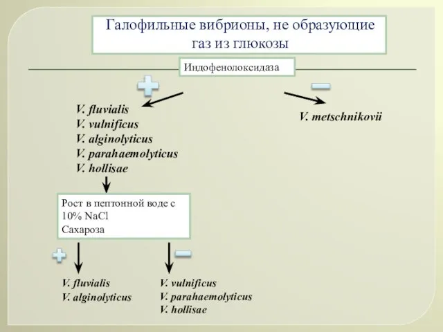 Галофильные вибрионы, не образующие газ из глюкозы Индофенолоксидаза V. fluvialis V. vulnificus