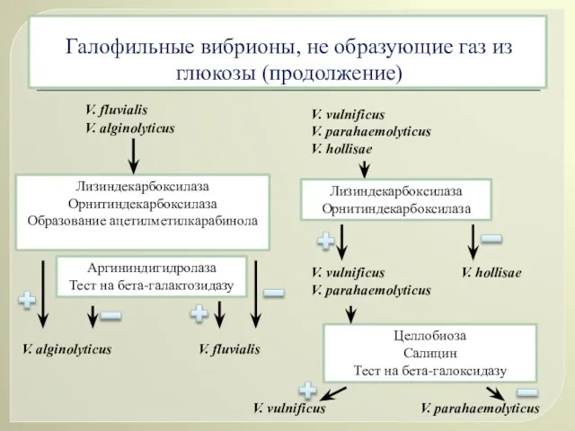 V. fluvialis V. alginolyticus V. vulnificus V. parahaemolyticus V. hollisae Галофильные вибрионы,