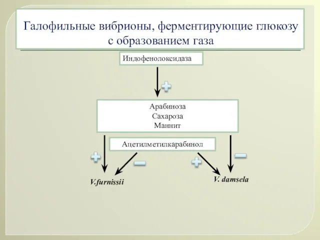 Галофильные вибрионы, ферментирующие глюкозу с образованием газа Индофенолоксидаза Арабиноза Сахароза Маннит Ацетилметилкарабинол V.furnissii V. damsela