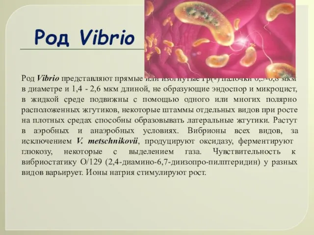 Род Vibrio представляют прямые или изогнутые Гр(-) палочки 0,5-0,8 мкм в диаметре