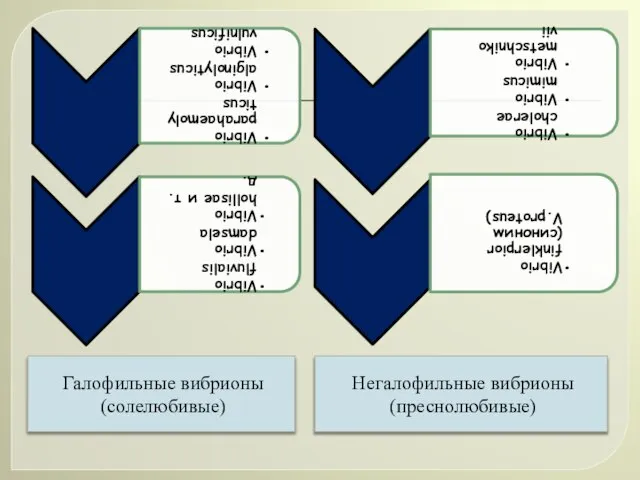 Галофильные вибрионы (солелюбивые) Негалофильные вибрионы (преснолюбивые)