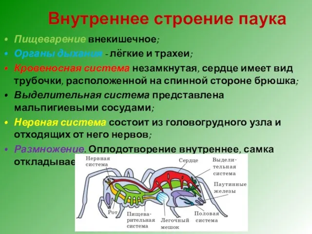 Внутреннее строение паука Пищеварение внекишечное; Органы дыхания - лёгкие и трахеи; Кровеносная