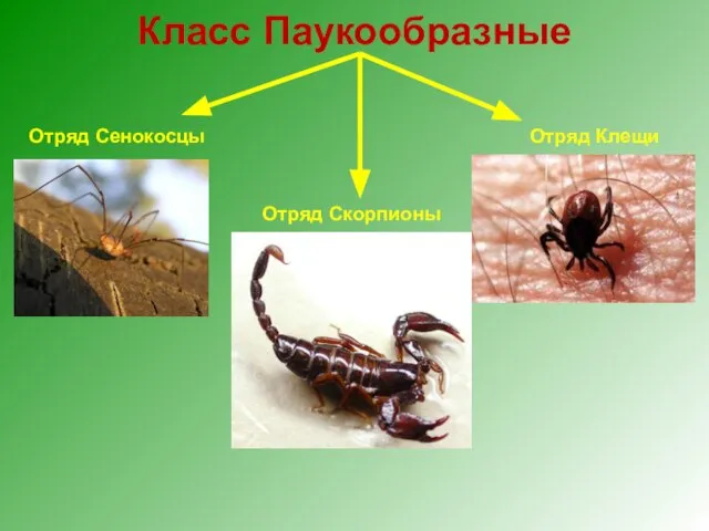 Класс Паукообразные Отряд Сенокосцы Отряд Скорпионы Отряд Клещи