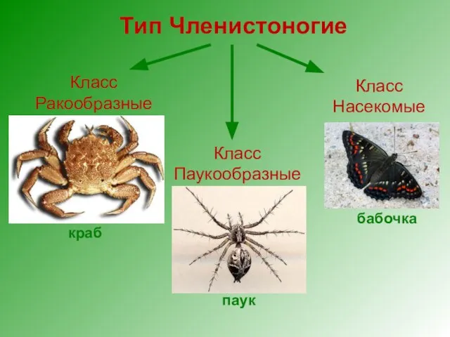 Тип Членистоногие Класс Ракообразные Класс Паукообразные Класс Насекомые бабочка паук краб