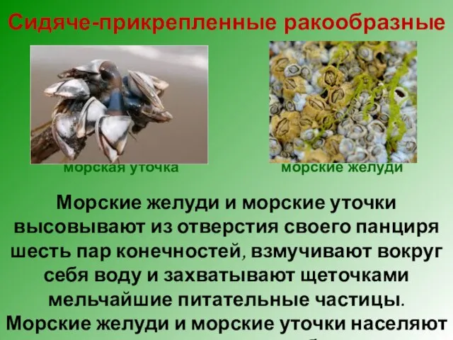 морские жёлуди морская уточка Сидяче-прикрепленные ракообразные Морские желуди и морские уточки высовывают