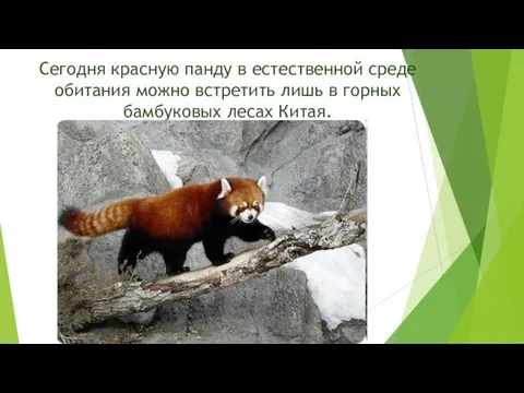 Сегодня красную панду в естественной среде обитания можно встретить лишь в горных бамбуковых лесах Китая.