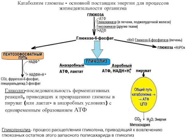 Катаболизм глюкозы - основной поставщик энергии для процессов жизнедеятельности организма Гликолиз-последовательность ферментативных