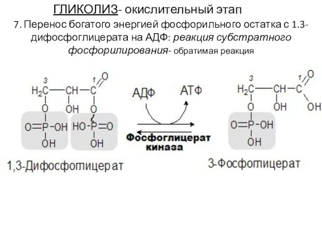 ГЛИКОЛИЗ- окислительный этап 7. Перенос богатого энергией фосфорильного остатка с 1.3-дифосфоглицерата на