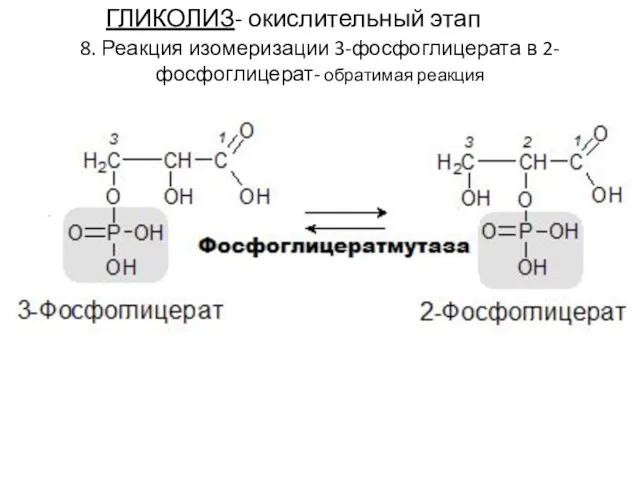 ГЛИКОЛИЗ- окислительный этап 8. Реакция изомеризации 3-фосфоглицерата в 2-фосфоглицерат- обратимая реакция
