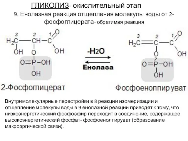 ГЛИКОЛИЗ- окислительный этап 9. Енолазная реакция отщепления молекулы воды от 2-фосфоглицерата- обратимая