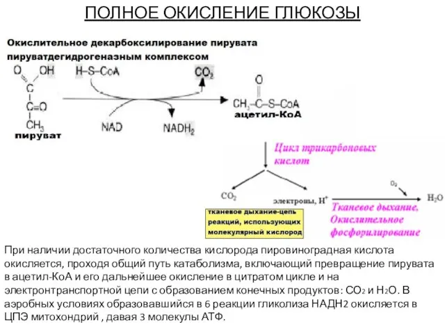 ПОЛНОЕ ОКИСЛЕНИЕ ГЛЮКОЗЫ При наличии достаточного количества кислорода пировиноградная кислота окисляется, проходя