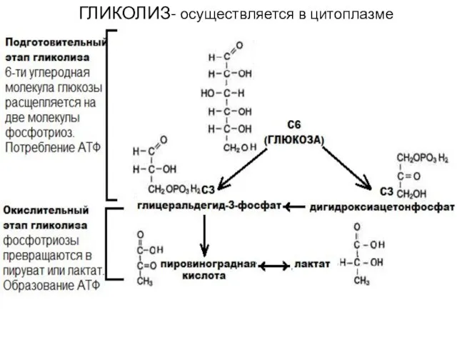 ГЛИКОЛИЗ- осуществляется в цитоплазме