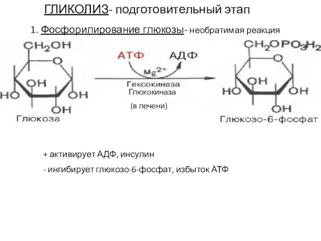 Глюкокиназа (в печени) 1. Фосфорилирование глюкозы- необратимая реакция + активирует АДФ, инсулин