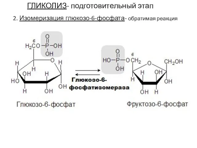 ГЛИКОЛИЗ- подготовительный этап 2. Изомеризация глюкозо-6-фосфата- обратимая реакция