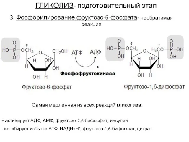 ГЛИКОЛИЗ- подготовительный этап 3. Фосфорилирование фруктозо-6-фосфата- необратимая реакция Самая медленная из всех