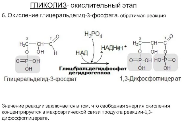ГЛИКОЛИЗ- окислительный этап 6. Окисление глицеральдегид-3-фосфата- обратимая реакция Значение реакции заключается в