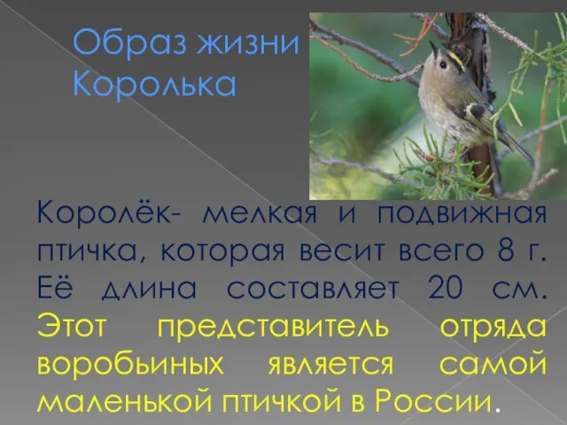 Образ жизни Королька Королёк- мелкая и подвижная птичка, которая весит всего 8
