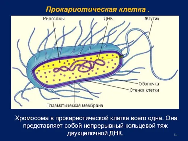 Прокариотическая клетка . Хромосома в прокариотической клетке всего одна. Она представляет собой