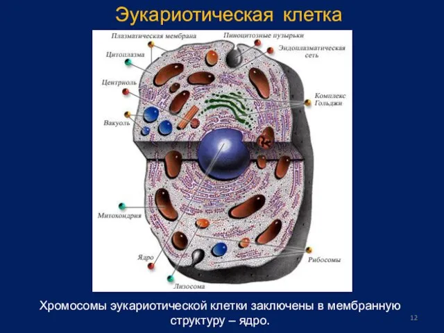 Хромосомы эукариотической клетки заключены в мембранную структуру – ядро. Эукариотическая клетка