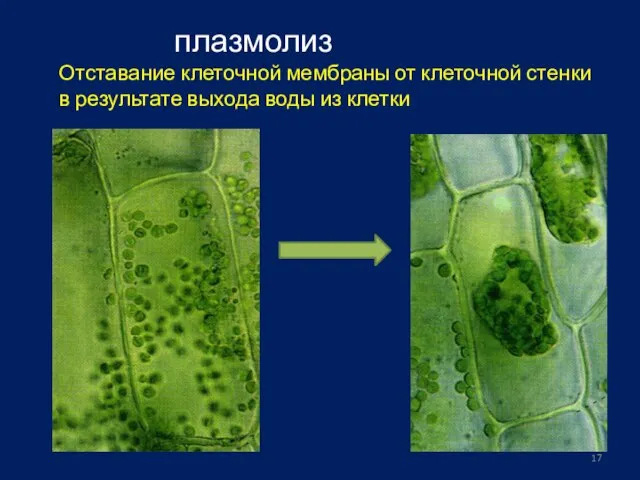 плазмолиз Отставание клеточной мембраны от клеточной стенки в результате выхода воды из клетки