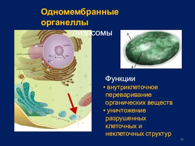 Одномембранные органеллы лизосомы Функции внутриклеточное переваривание органических веществ уничтожение разрушенных клеточных и неклеточных структур