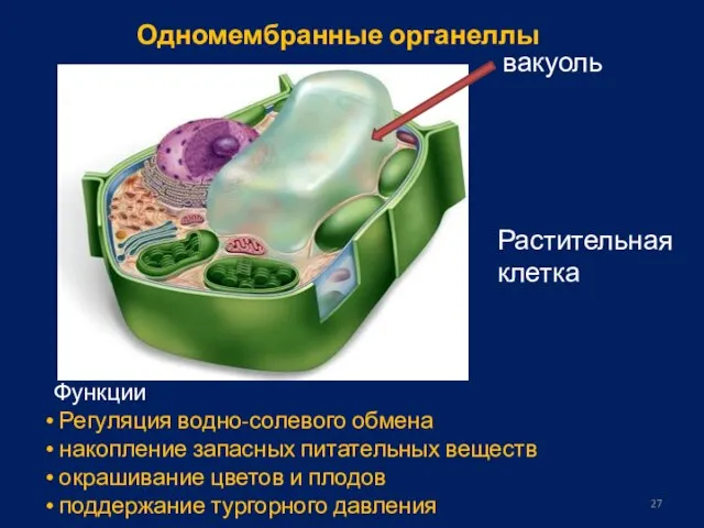 Растительная клетка Одномембранные органеллы вакуоль Функции Регуляция водно-солевого обмена накопление запасных питательных
