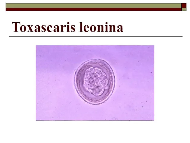 Toxascaris leonina