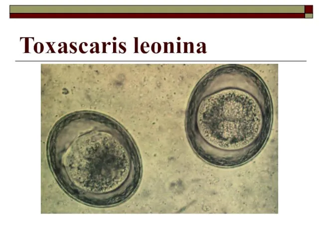 Toxascaris leonina