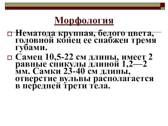 Морфология Нематода крупная, белого цвета, головной конец ее снабжен тремя губами. Самец