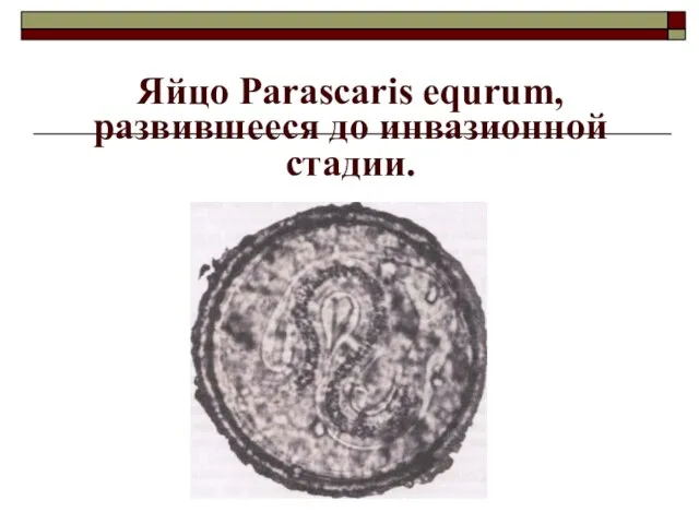 Яйцо Parascaris equrum, развившееся до инвазионной стадии.