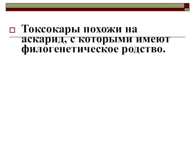 Токсокары похожи на аскарид, с которыми имеют филогенетическое родство.