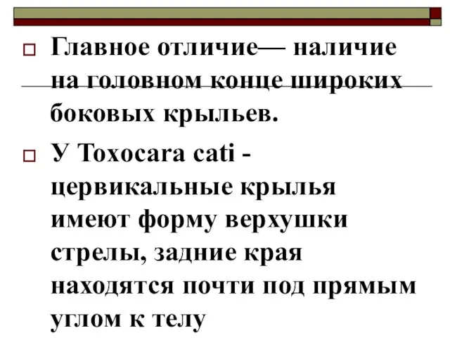 Главное отличие— наличие на головном конце широких боковых крыльев. У Toxocara cati