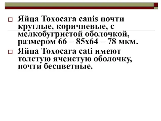 Яйца Toxocara canis почти круглые, коричневые, с мелкобугристой оболочкой, размером 66 –