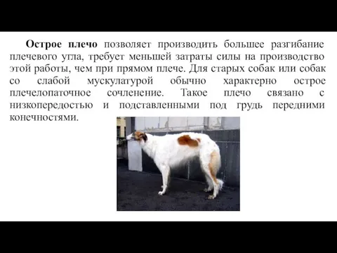 Острое плечо позволяет производить большее разгибание плечевого угла, требует меньшей затраты силы