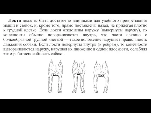 Локти должны быть достаточно длинными для удобного прикрепления мышц и связок, и,