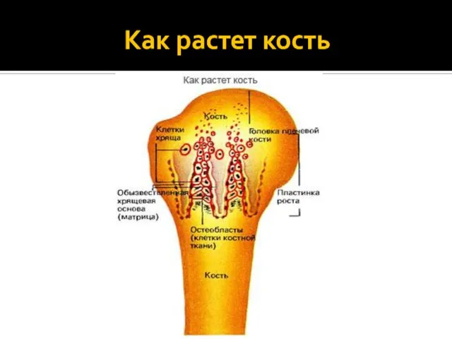 Как растет кость