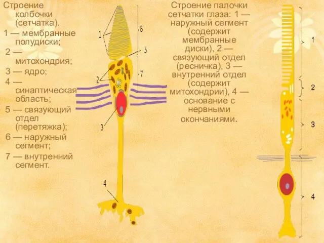 Строение колбочки (сетчатка). 1 — мембранные полудиски; 2 — митохондрия; 3 —