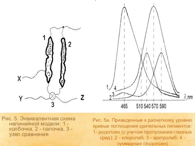 Рис. 5а. Приведенные к расчетному уровню кривые поглощения зрительных пигментов: 1- родопсин
