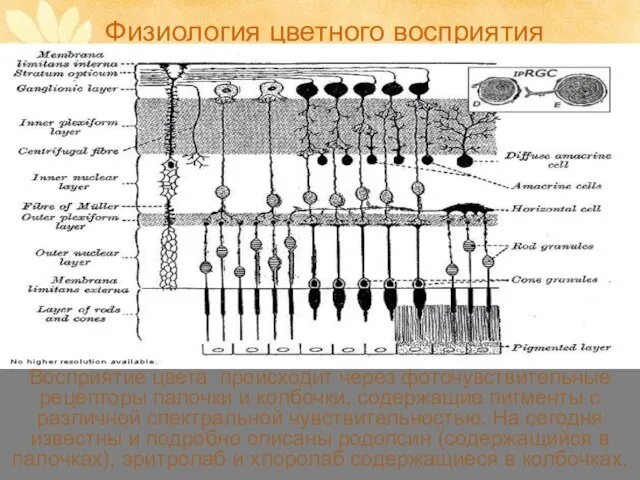 Физиология цветного восприятия Восприятие цвета происходит через фоточувствительные рецепторы палочки и колбочки,