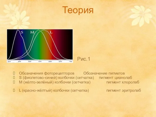 Теория Обозначения фоторецепторов Обозначение пигметов S (фиолетово-синий) колбочки (сетчатка) пигмент цианолаб M