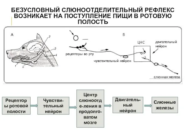 БЕЗУСЛОВНЫЙ СЛЮНООТДЕЛИТЕЛЬНЫЙ РЕФЛЕКС ВОЗНИКАЕТ НА ПОСТУПЛЕНИЕ ПИЩИ В РОТОВУЮ ПОЛОСТЬ Рецепторы ротовой