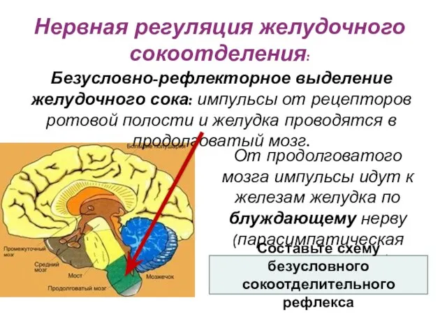 От продолговатого мозга импульсы идут к железам желудка по блуждающему нерву (парасимпатическая