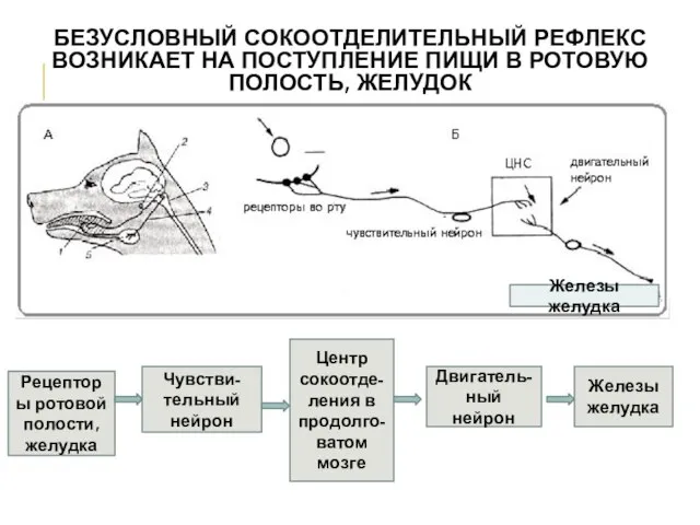 БЕЗУСЛОВНЫЙ СОКООТДЕЛИТЕЛЬНЫЙ РЕФЛЕКС ВОЗНИКАЕТ НА ПОСТУПЛЕНИЕ ПИЩИ В РОТОВУЮ ПОЛОСТЬ, ЖЕЛУДОК Рецепторы