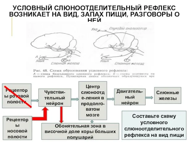 УСЛОВНЫЙ СЛЮНООТДЕЛИТЕЛЬНЫЙ РЕФЛЕКС ВОЗНИКАЕТ НА ВИД, ЗАПАХ ПИЩИ, РАЗГОВОРЫ О НЕЙ Рецепторы