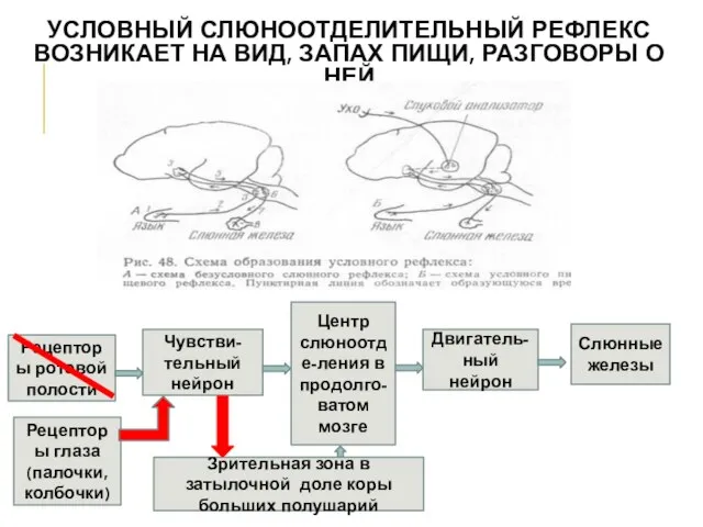 УСЛОВНЫЙ СЛЮНООТДЕЛИТЕЛЬНЫЙ РЕФЛЕКС ВОЗНИКАЕТ НА ВИД, ЗАПАХ ПИЩИ, РАЗГОВОРЫ О НЕЙ Рецепторы