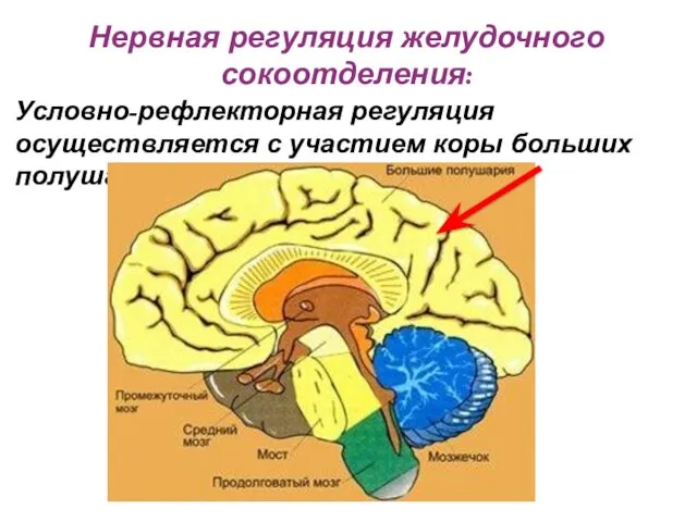 Условно-рефлекторная регуляция осуществляется с участием коры больших полушарий головного мозга: Нервная регуляция желудочного сокоотделения: